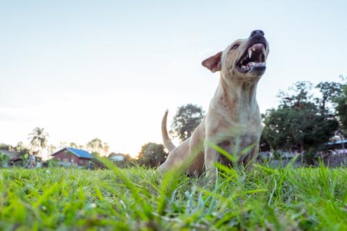 dog bite lawyer